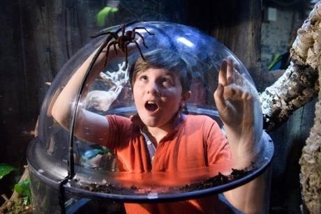A boy in a glass hole looking shocked while looking at a spider