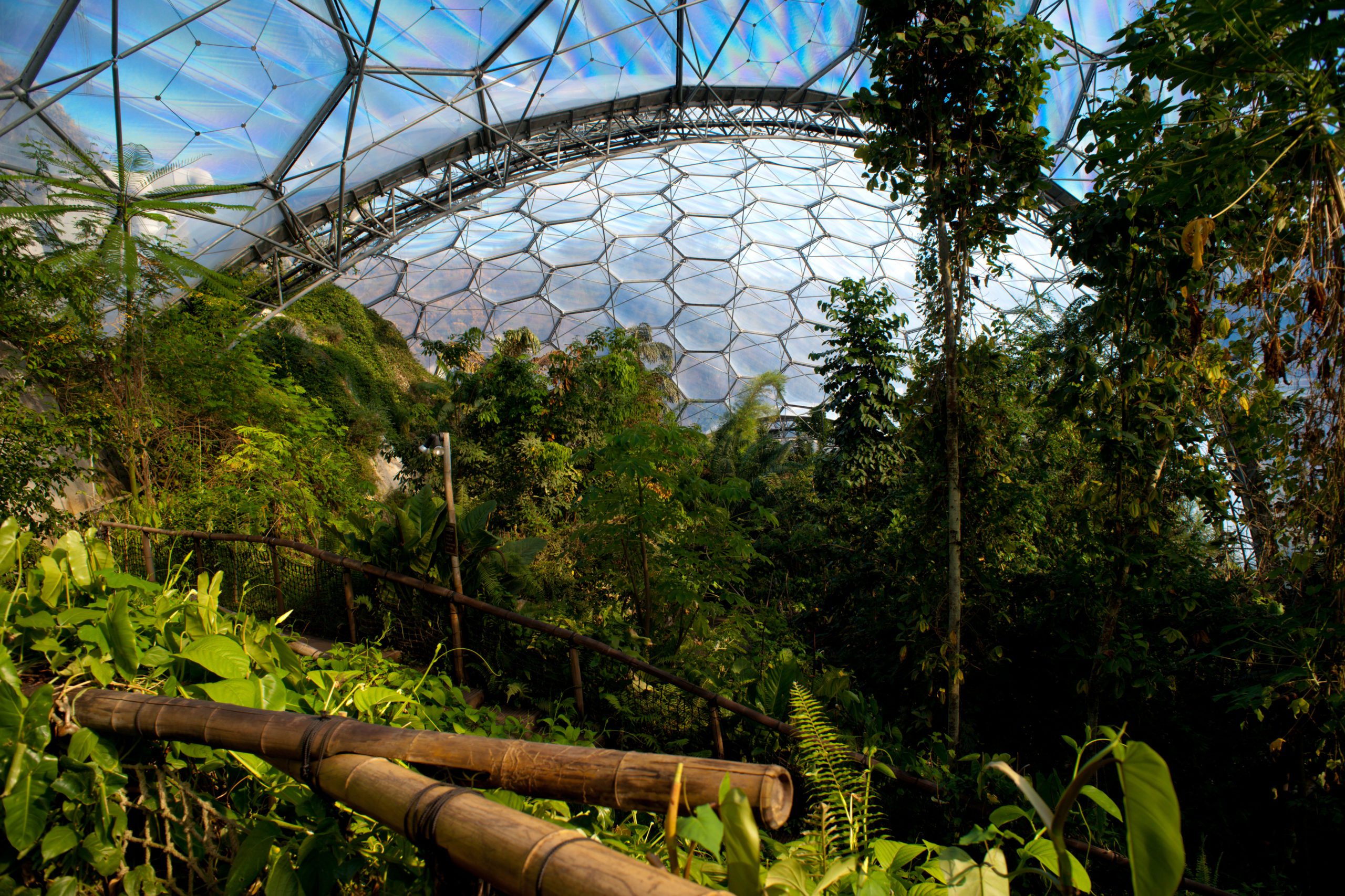 An image of a rainforest type area in a large ball